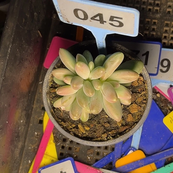 勇***前多肉植物欧若拉045