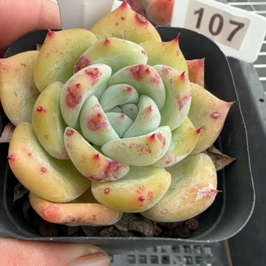 103白拉糖一物一拍多肉