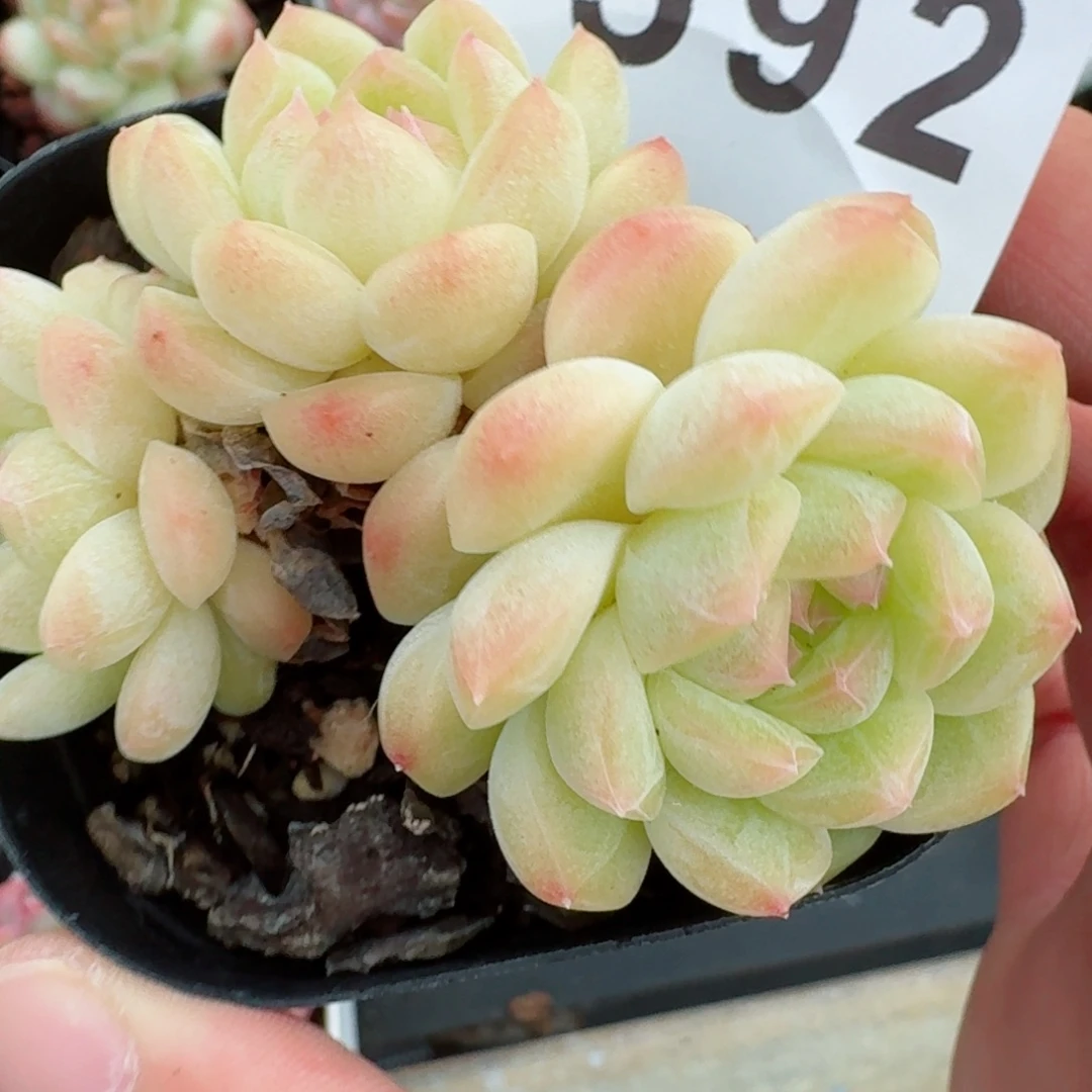 白桃优选            精美多肉植物