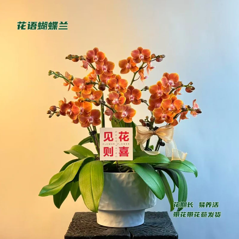 蝴蝶兰【埃特纳】 带花带花苞发货 室内客厅盆栽花卉 好养易活