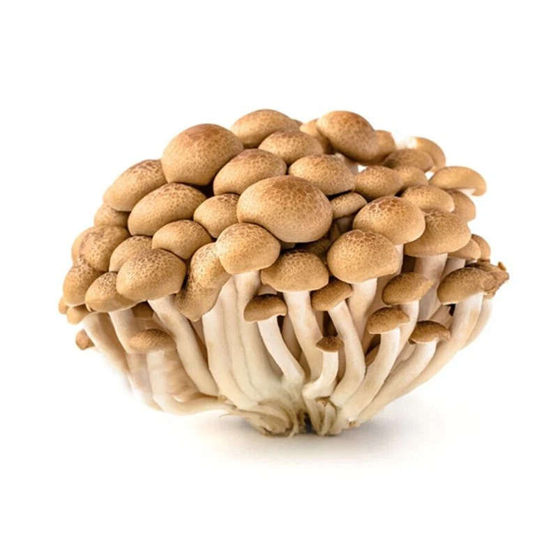 关东煮蟹味菇/串 （外卖不带汤）串串香速食方便熟食