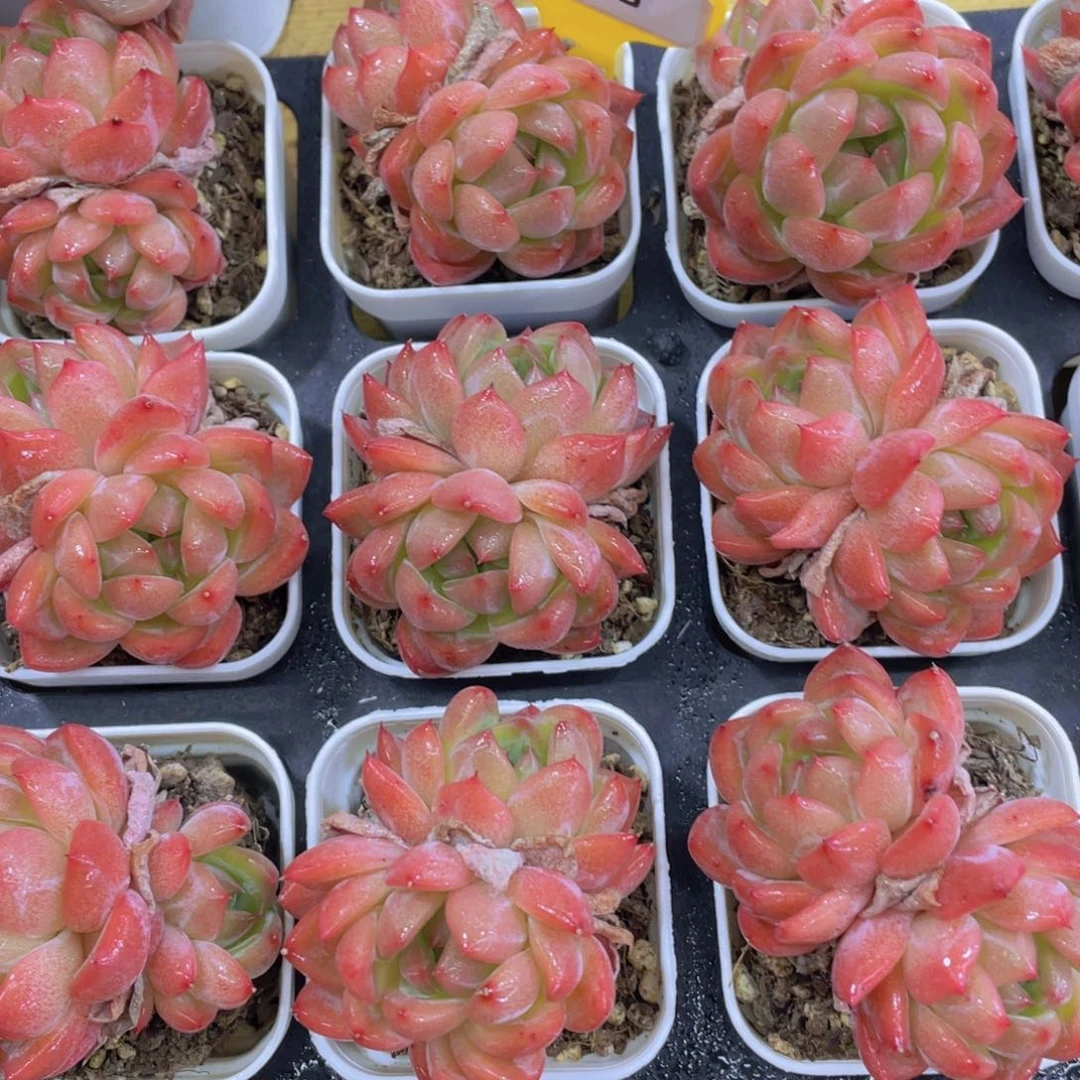 624号 全状态红颜双头一个