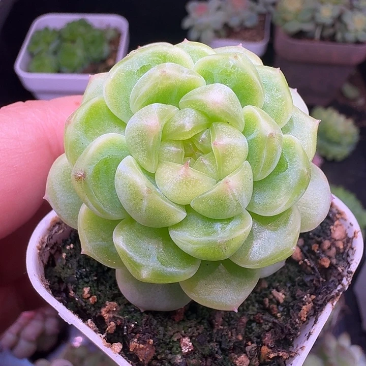 财富密码现金单头