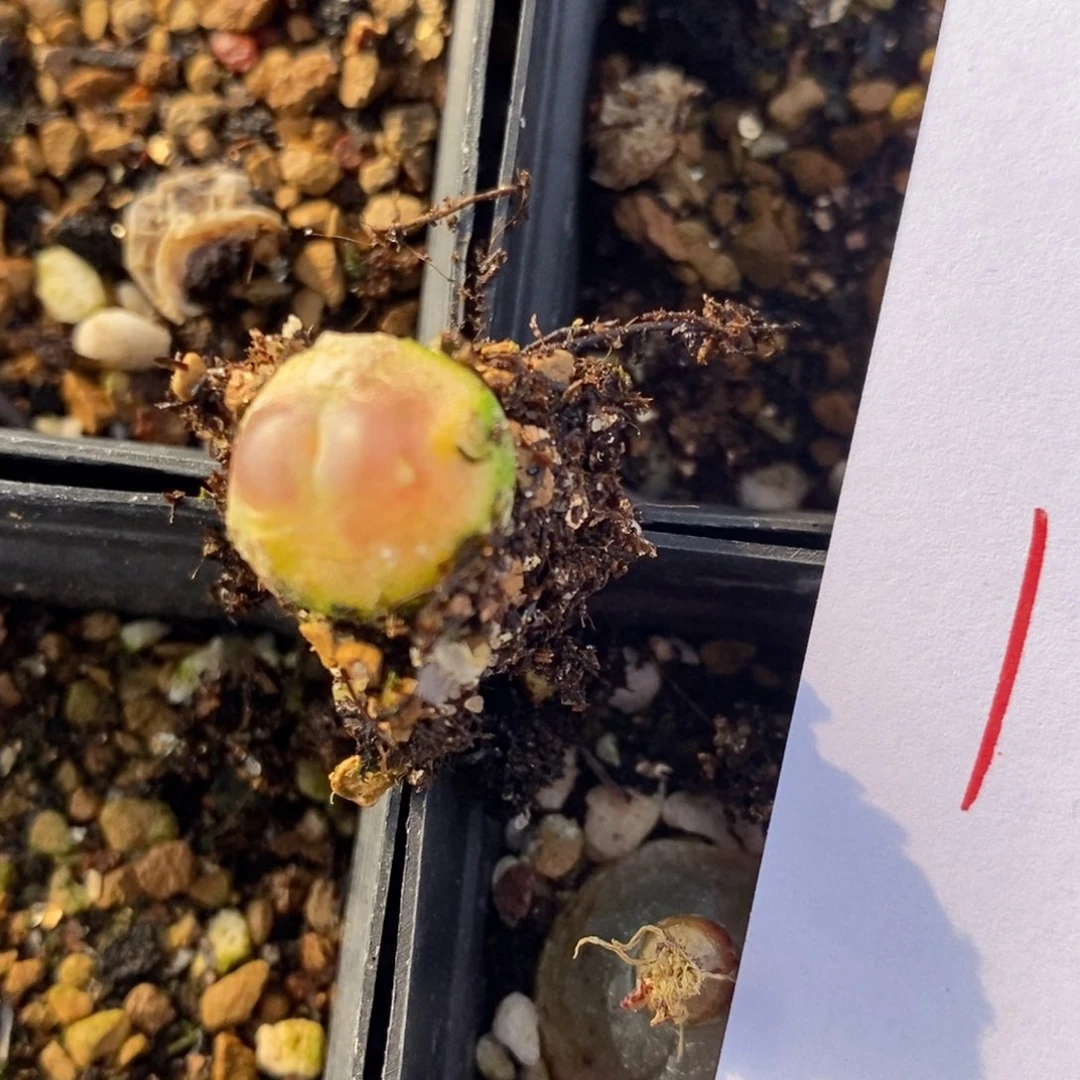 1544一颗一颗一颗