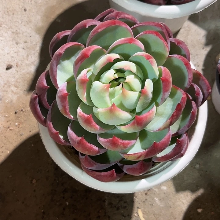 *****惊鸿35789978分9999999