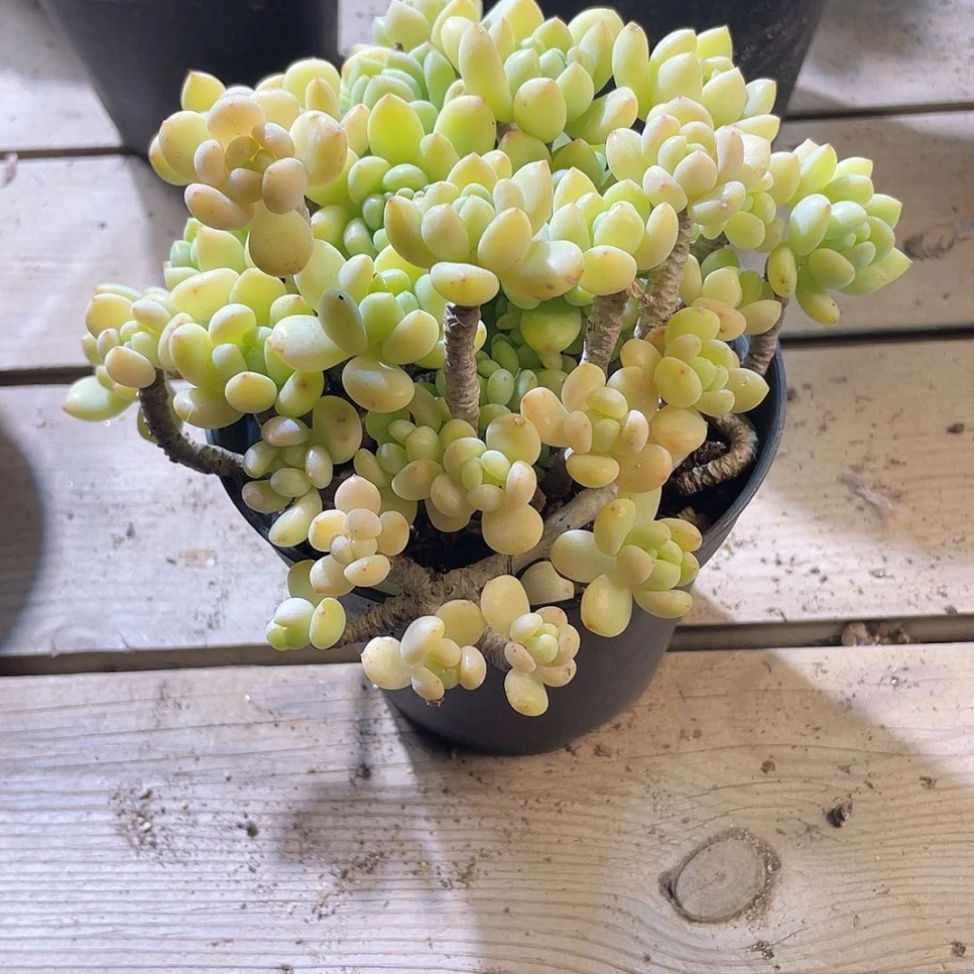 静*1224  凝脂莲  六月六