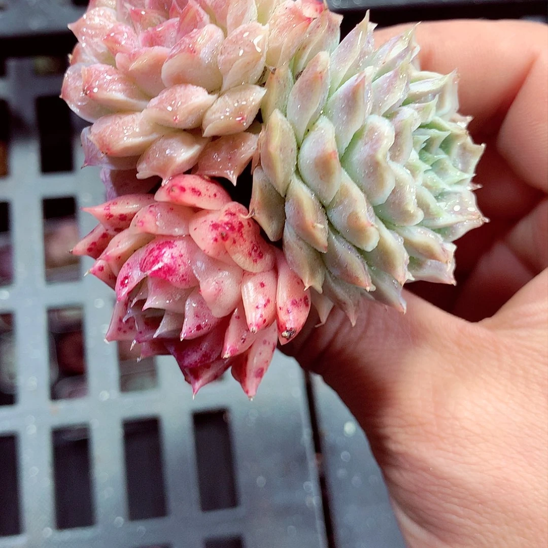 5厘米盆精控多肉094