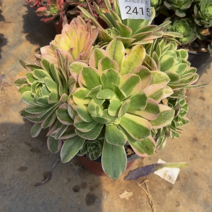 迈巴赫多肉处理不包断头2415