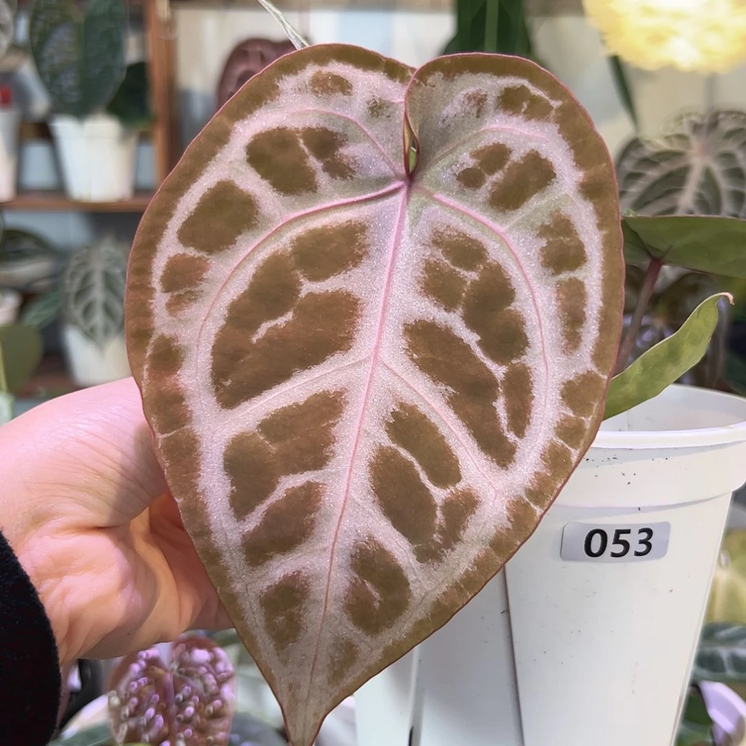 无花朵优选女团F2082