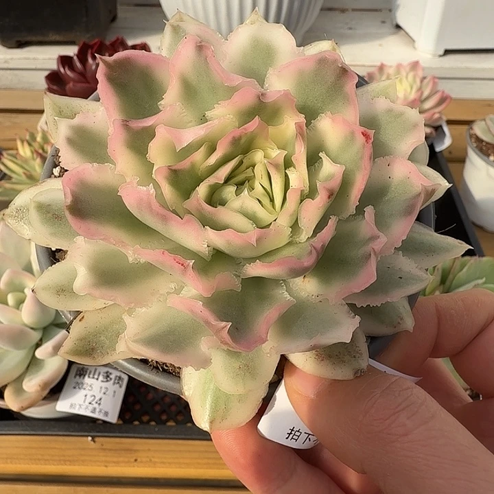 紫蝴蝶锦11111121-19