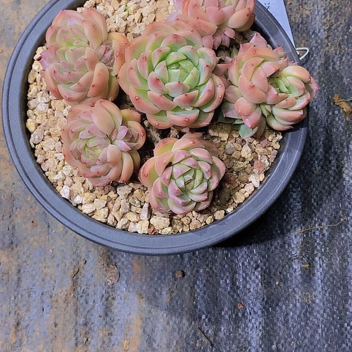 玉***米白玫瑰多肉植物老桩