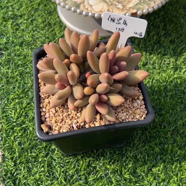 张张精品多肉糖果