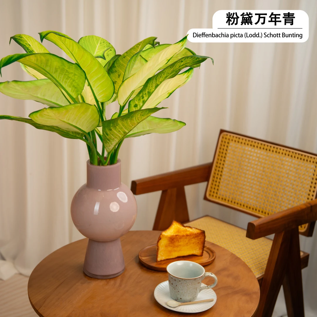 【极速空运】特大50-60cm粉黛万年青水培玛丽安办公室客厅四季常青