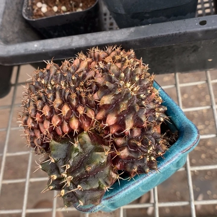 伯克利和格蕾纳等著名音乐