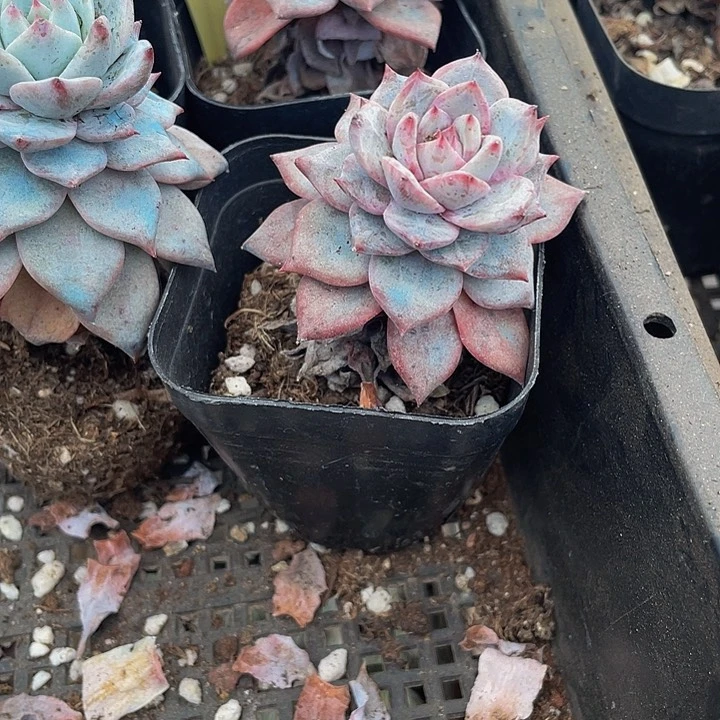 6.5方粉蓝鸟带盆