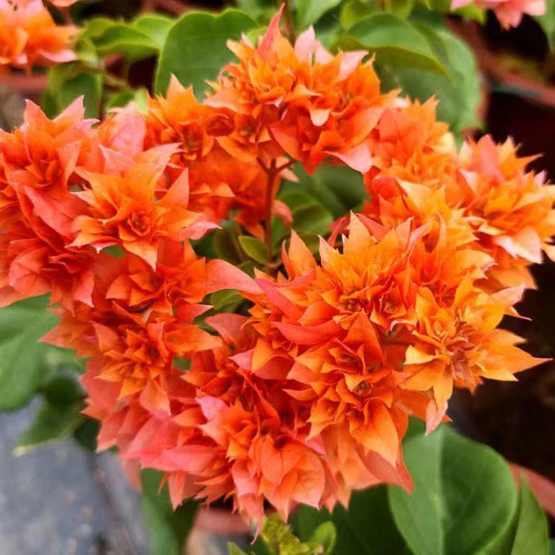 重瓣橙 三角梅大苗好养易开花花卉基地  【不带花发货】