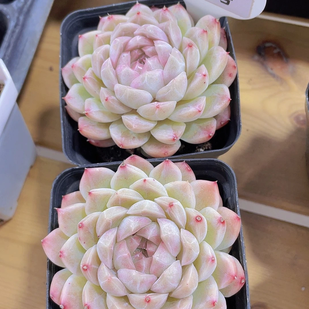 1115号 母本白桃汽水精品一颗