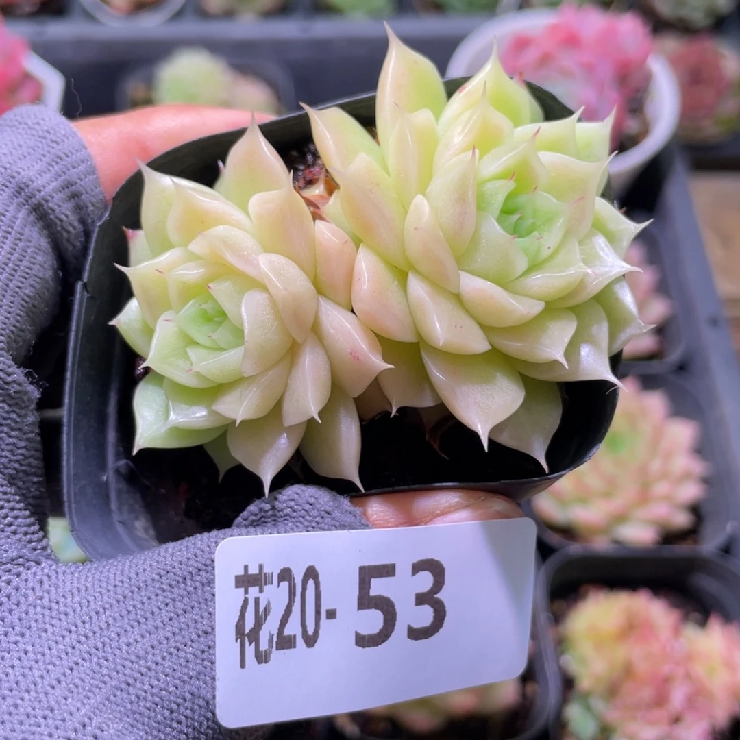 花利美20-53麦秆