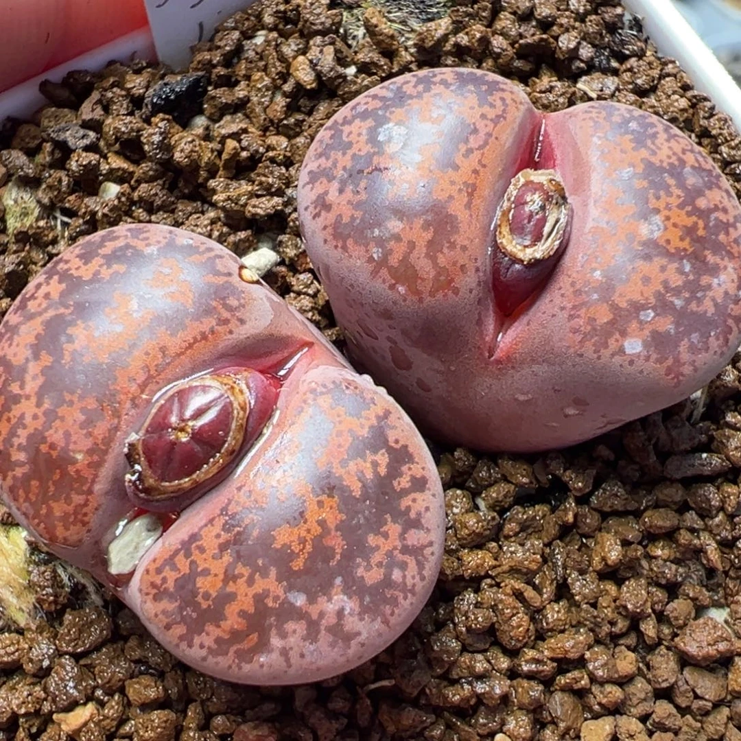 酒红紫薰母本8年多肉