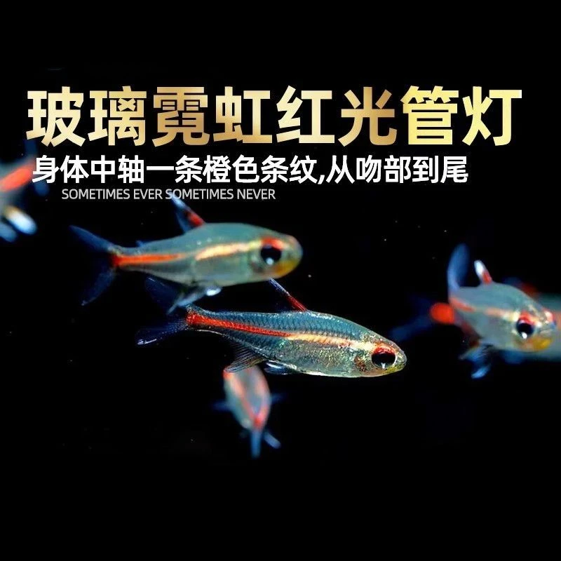 红灯管玻璃霓虹灯热带观赏鱼草缸群游活体小型红光管灯鱼
