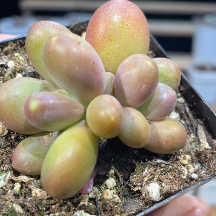 红芒623号的多肉阿爸啊