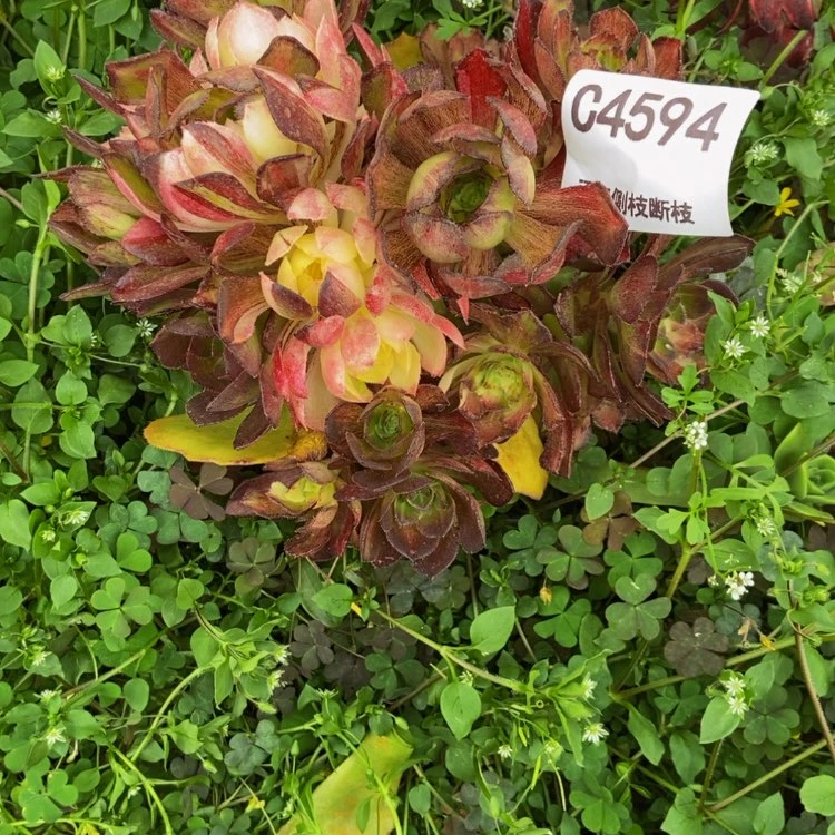 【闪购商品】诗**赋4594多肉