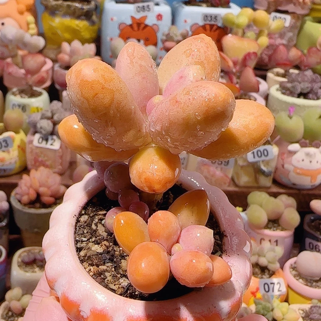 T大叶芒果奶盆口4cm