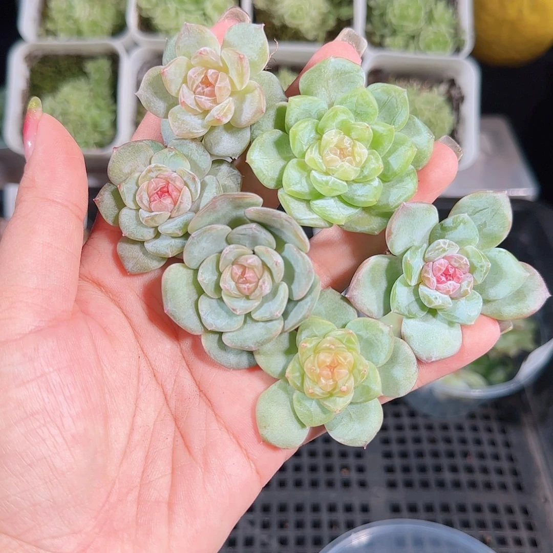 0904---103糖心珍妮