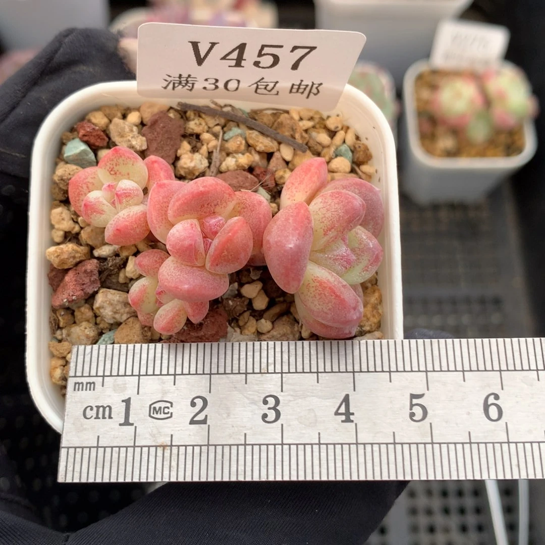 ****一457。mini小脸潜力股冰玉