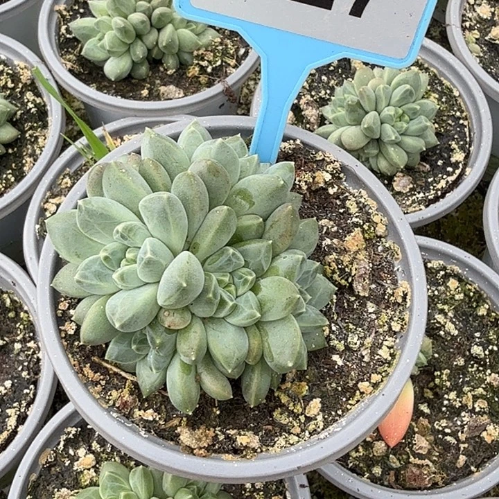 奶豆多肉植物一物一拍027
