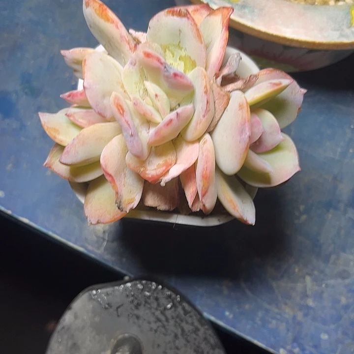 小***茄多肉植物白凤朵朵