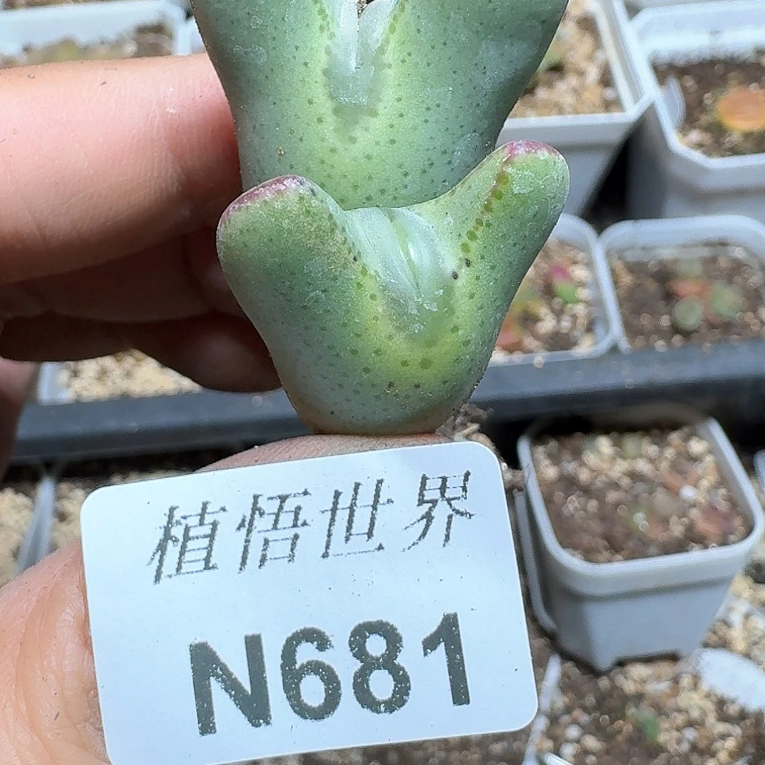681号多肉植物哇cv