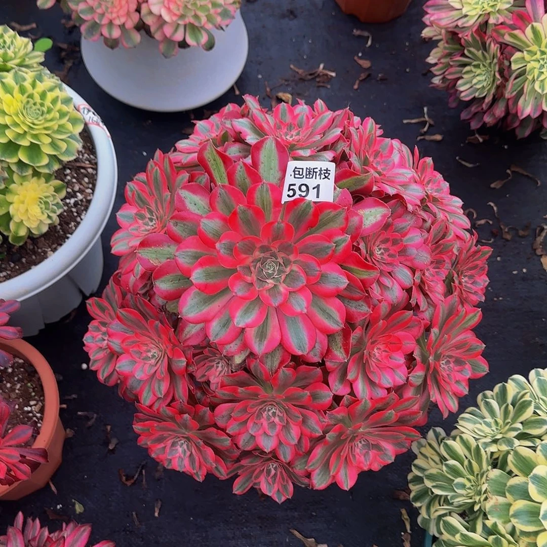 安*591多肉法师锦1111