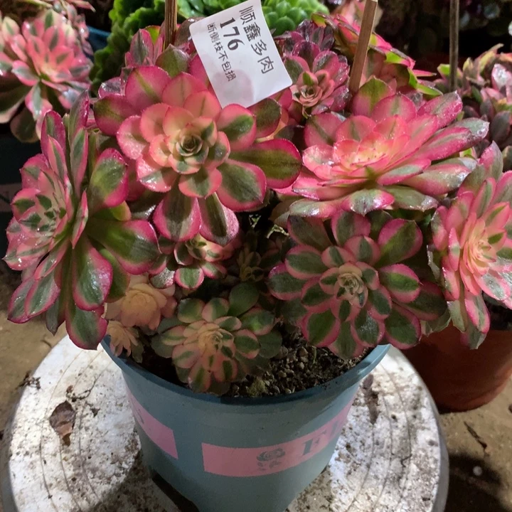 176荔枝多肉植物特价