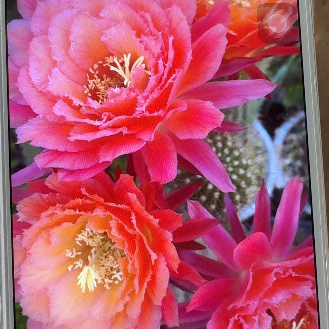 牛牛根冠服7公分毛花柱