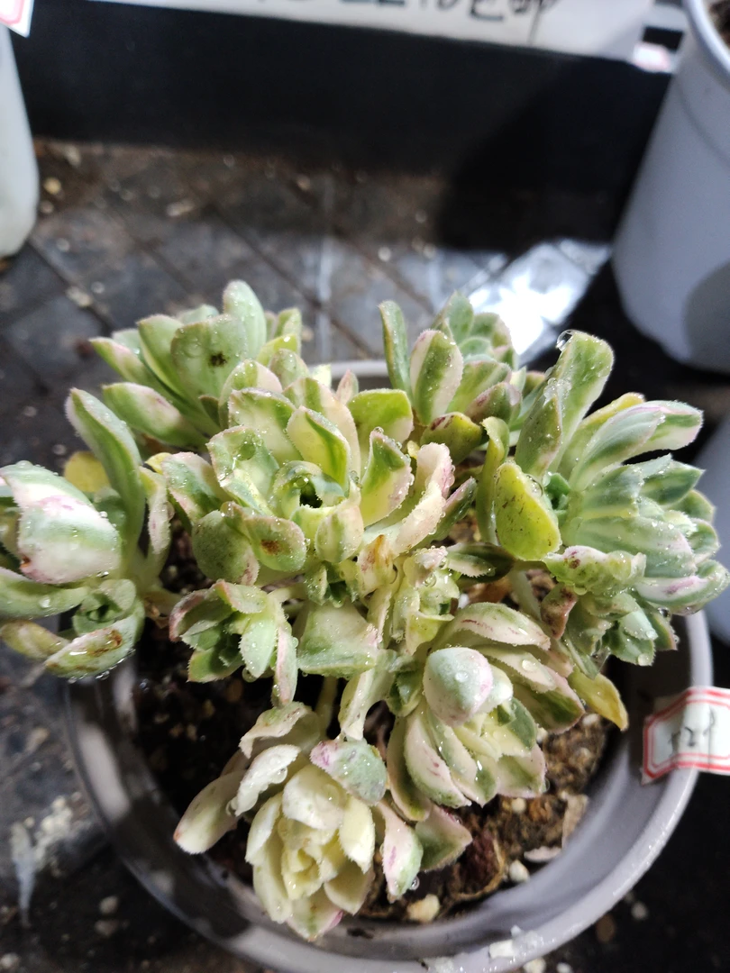 非偏远18包邮  一物一拍  11厘米盆 A529爱染锦