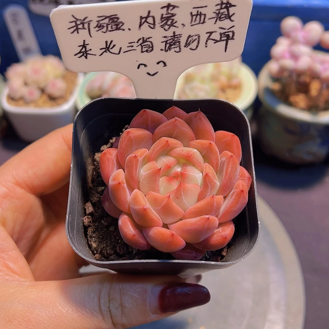 新品，东云珍，带盆发货，
