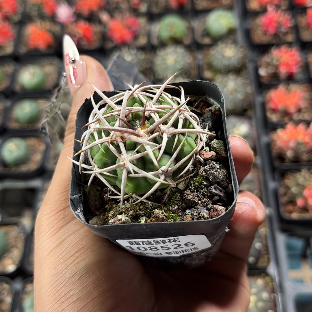 G*L108526一物一拍单头发货