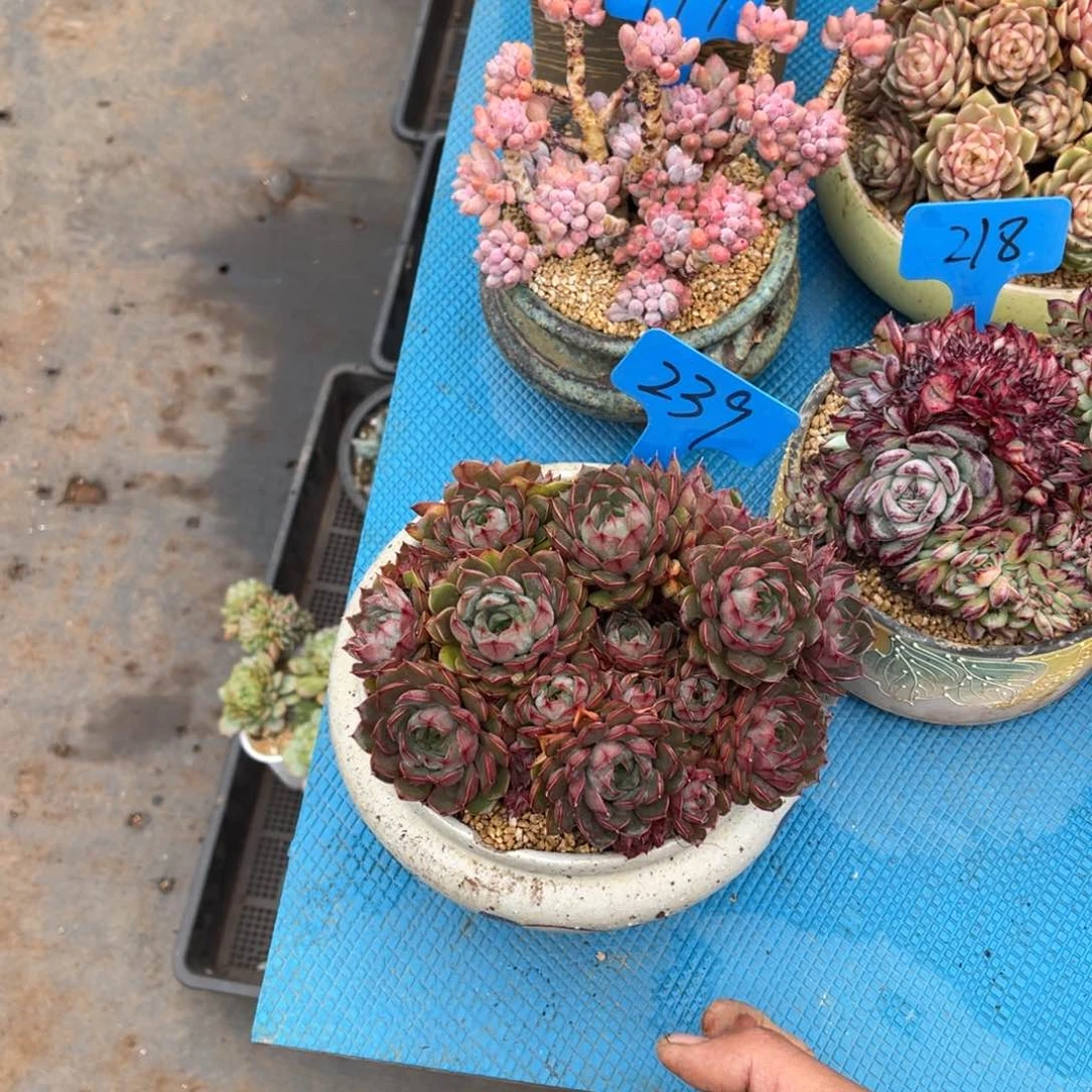 果*鲜239玫瑰多肉