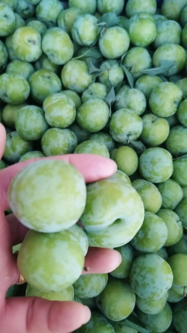 云南贵州江安李(家乡味道）