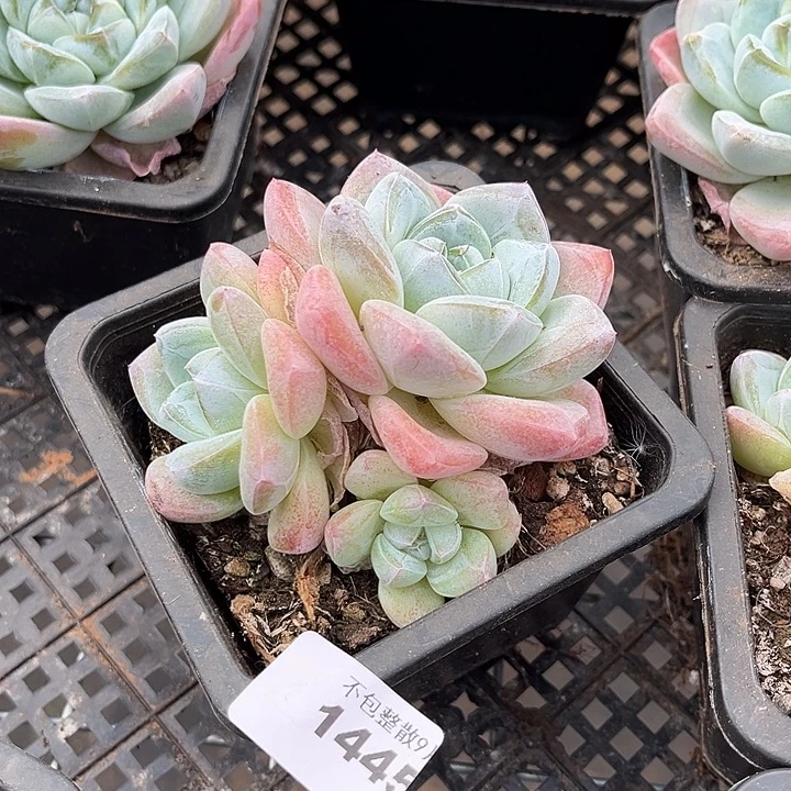 阿雅园艺。        1445冰玉