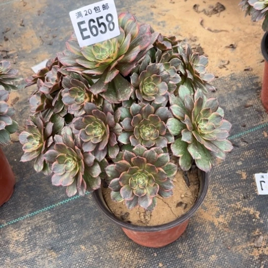 658半夏法师不包断枝