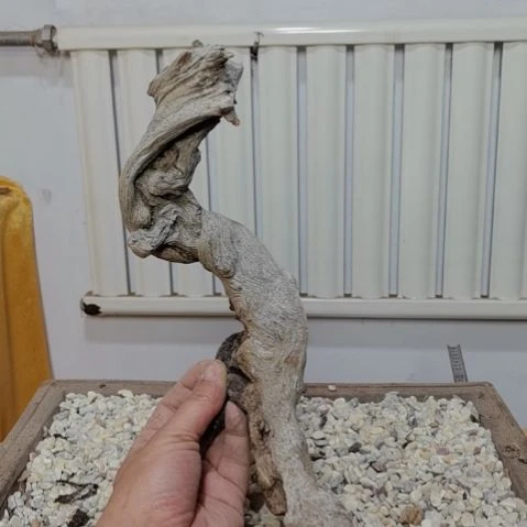 柏木（崖柏）培****工