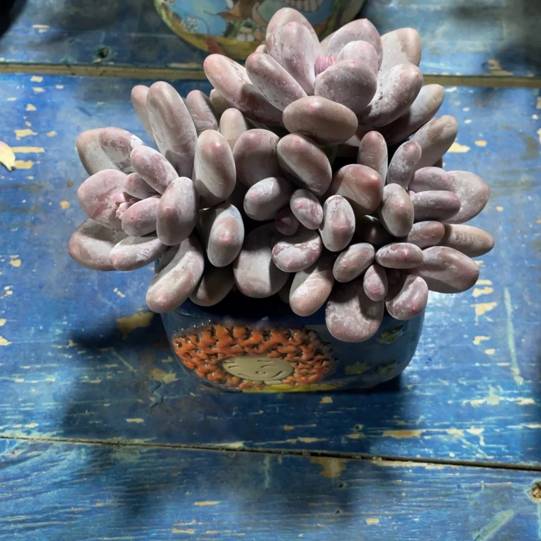 大叶奶一物一拍中通快递