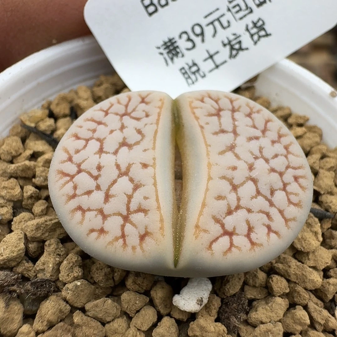 826多肉哈哈哈哈哈哈哈哈