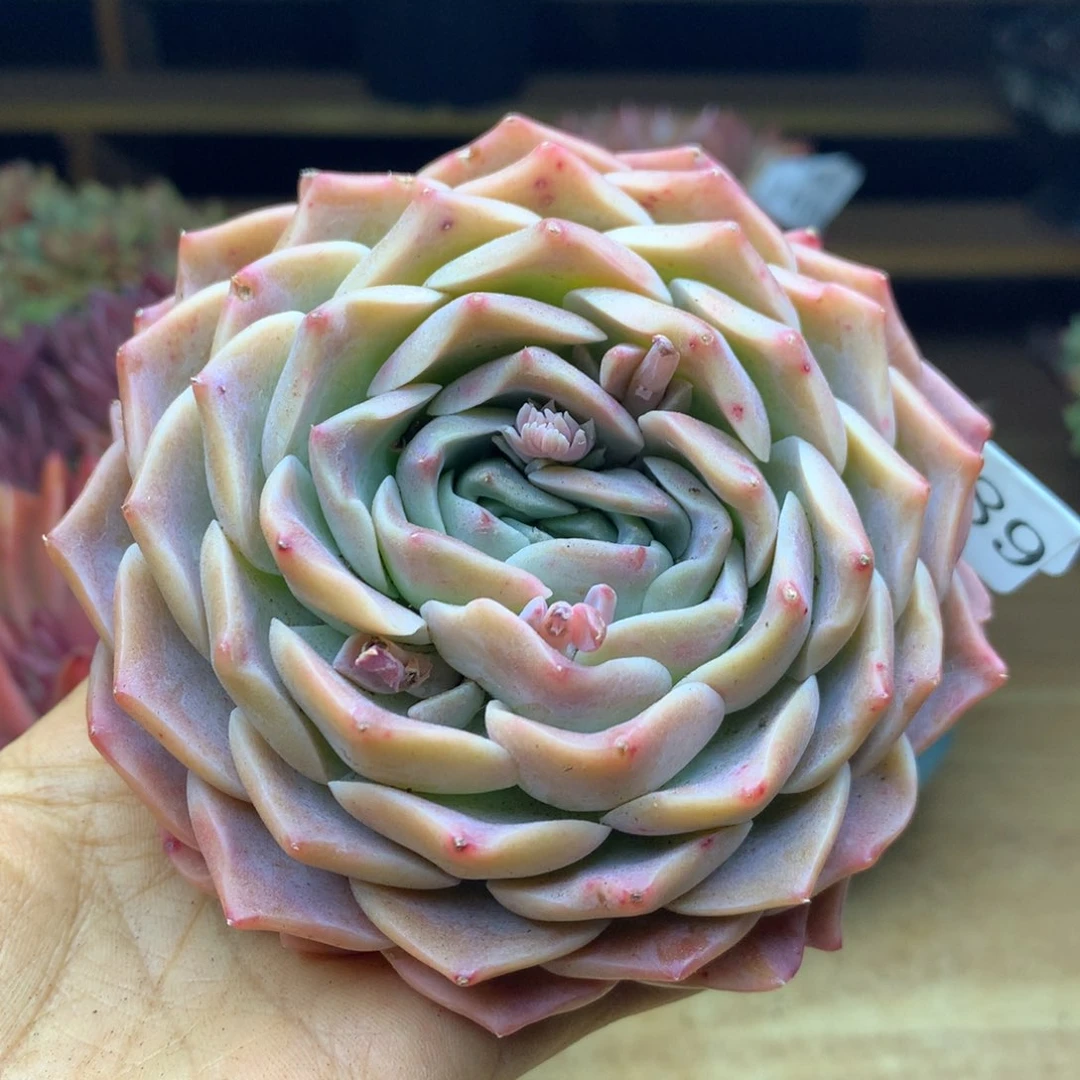 1889杂交精品基地11冠