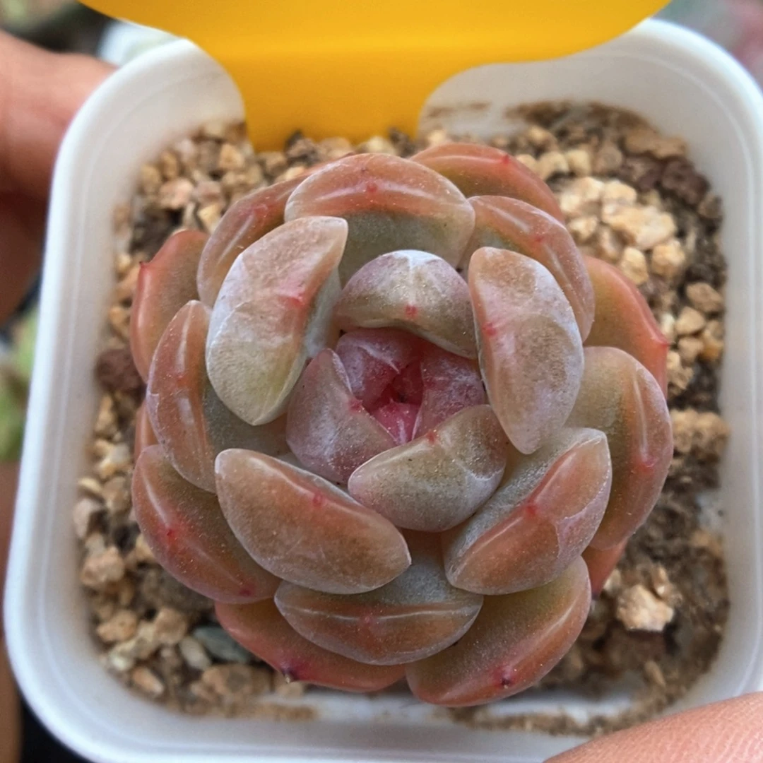 红色恋人可拍613号。