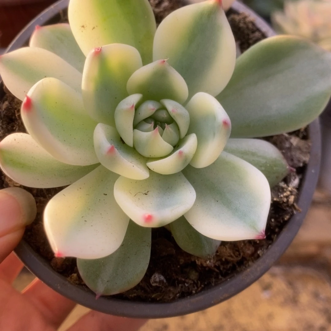 441锦锦锦锦锦锦锦锦