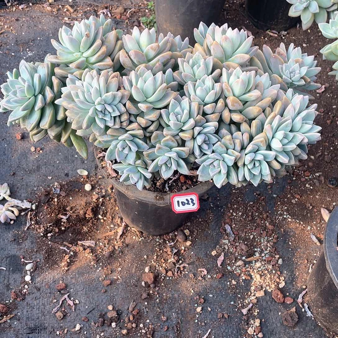 1023淡雪缀 一物一拍多肉