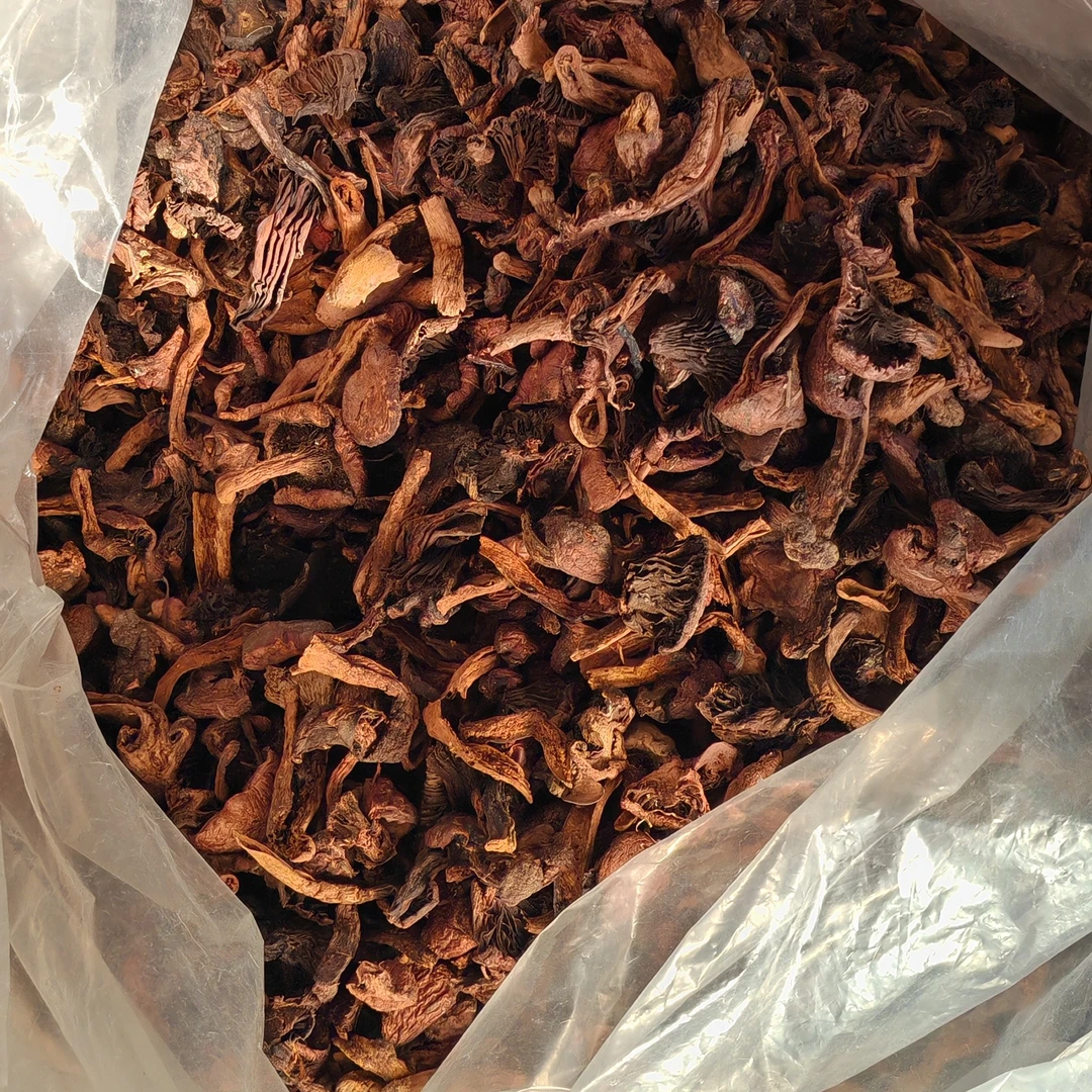 塞罕坝的野生肉蘑，红蘑小块，因为是小块所以便宜建议块小的谨慎拍